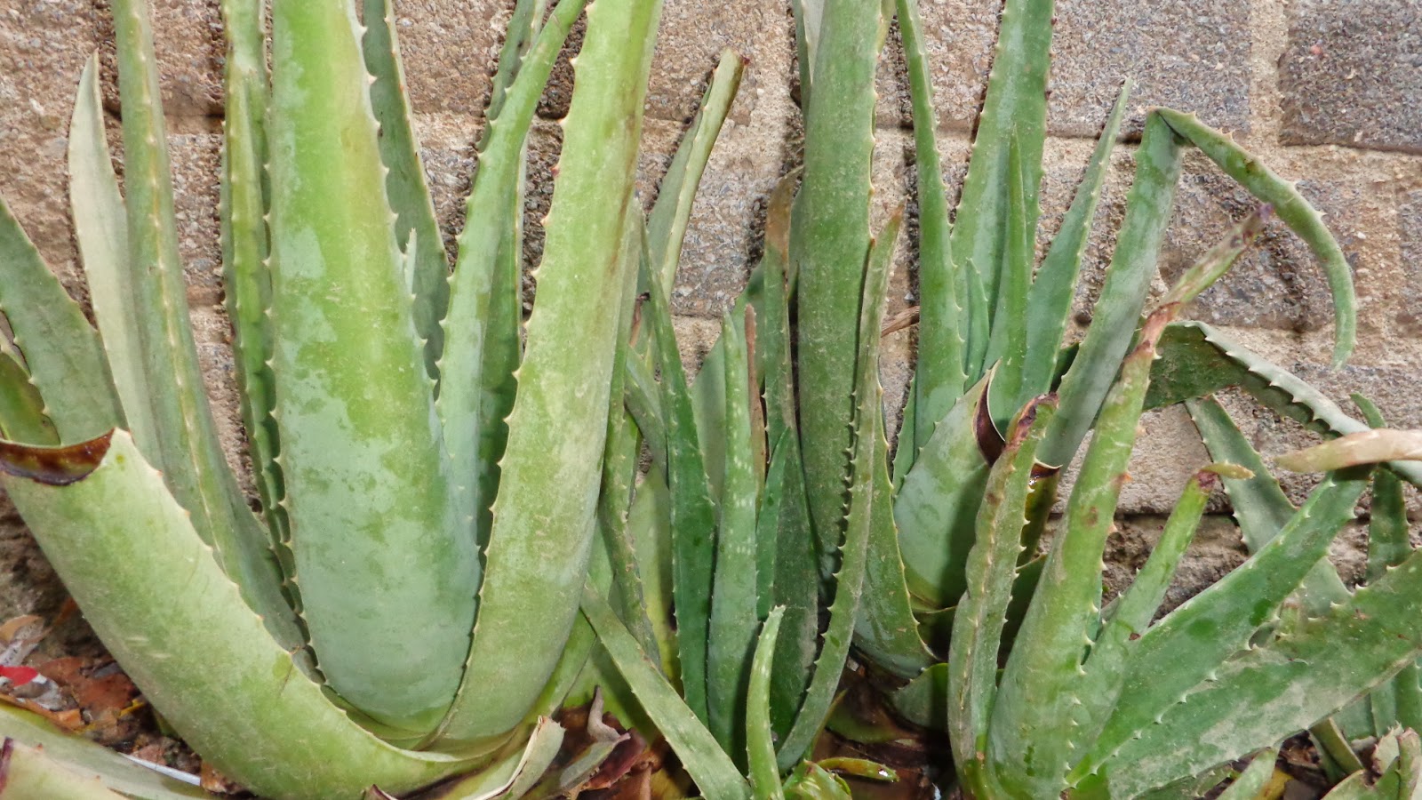 SABILA Como reproducir una planta de sabila