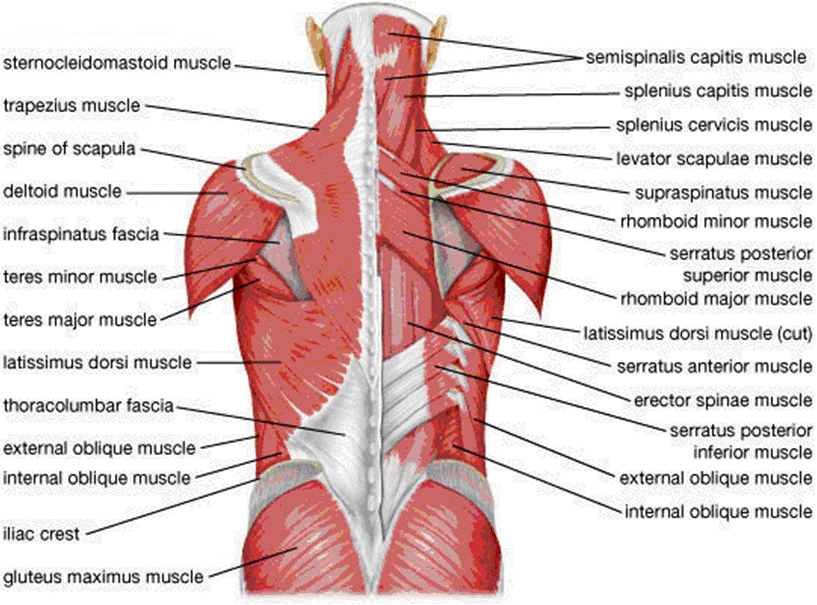 Body Muscle Diagram  Muscle Charts Of The Human Body