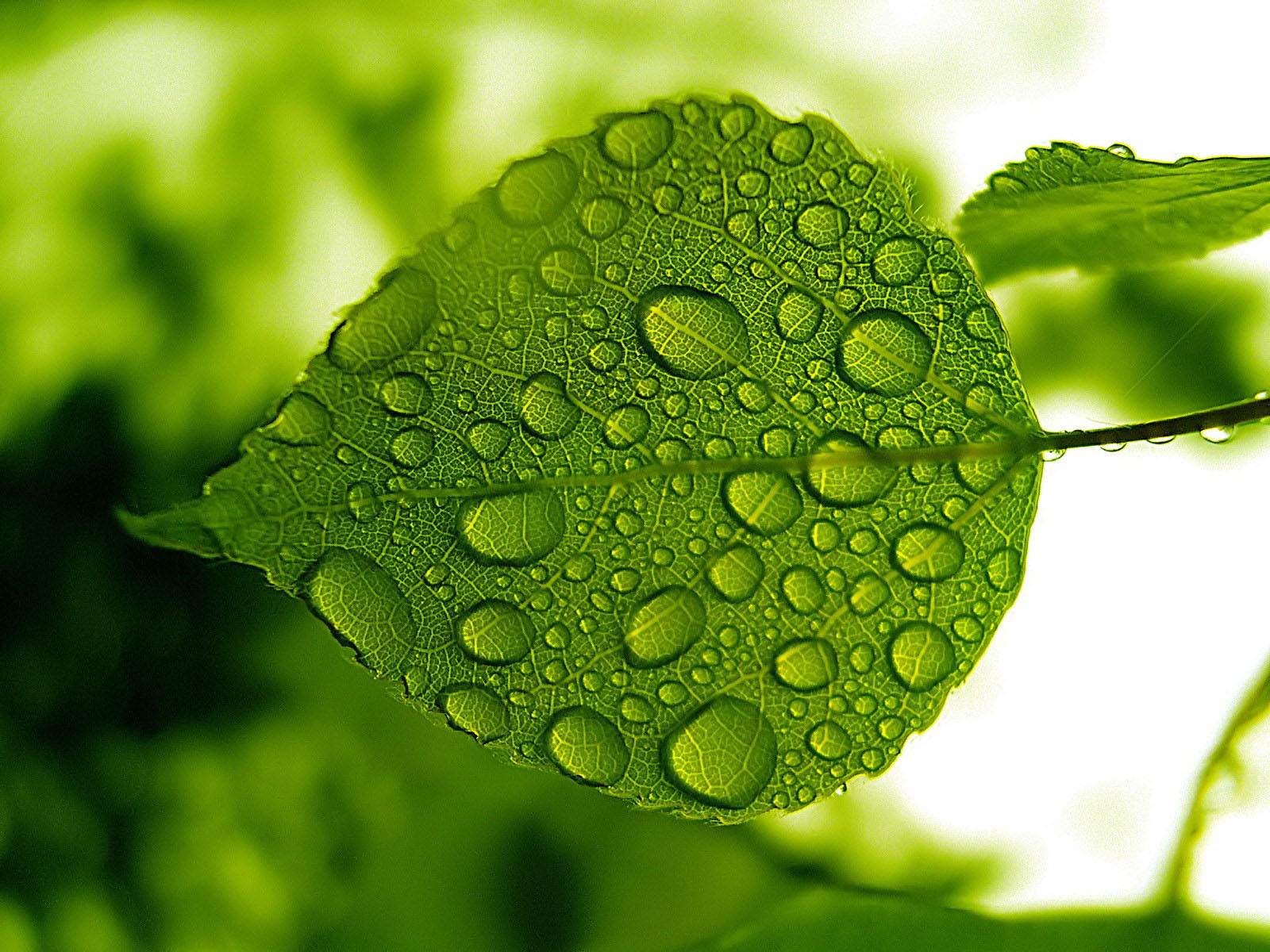 wallpapers: Water Drops on Leaf Wallpapers
