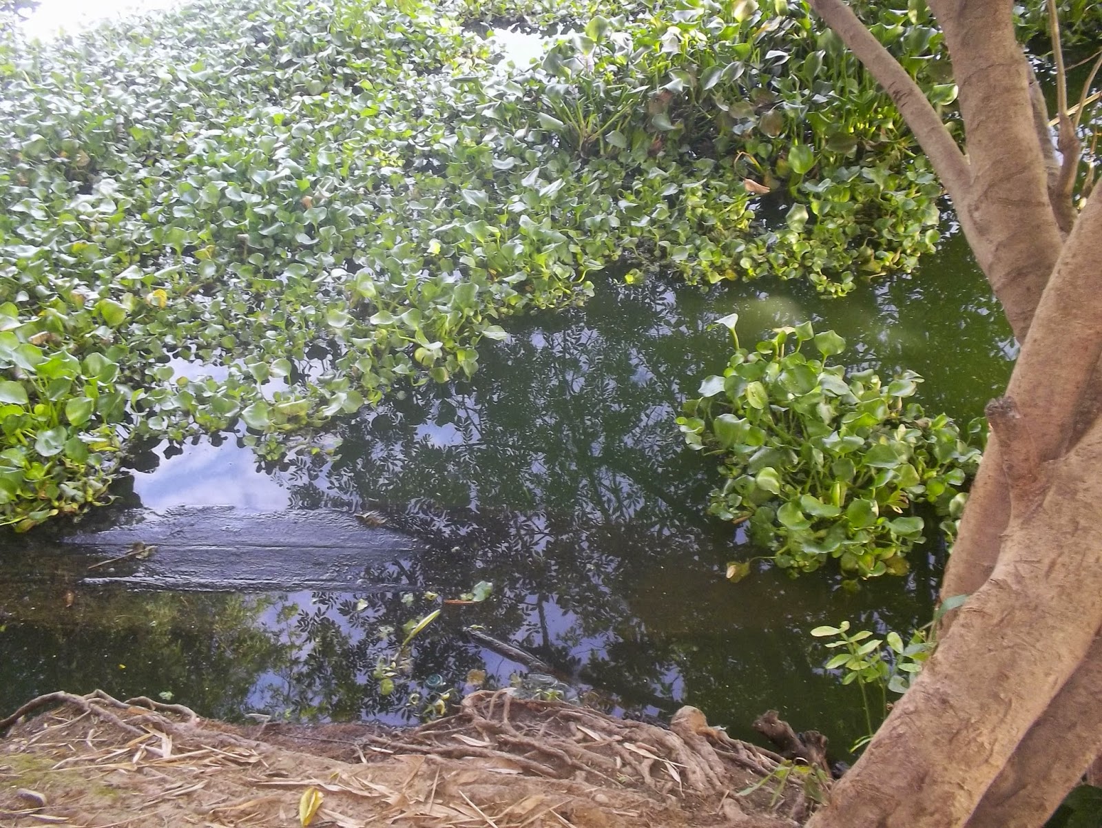 EUTROFIZAÇÃO DO RIO POTI: rio poti
