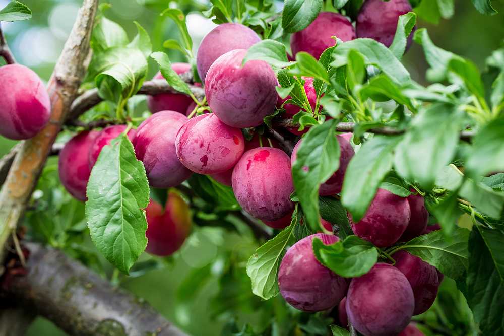 25 Manfaat Buah Plum Untuk Tubuh dan Resep Diet Sehat IRIEQ BLOG