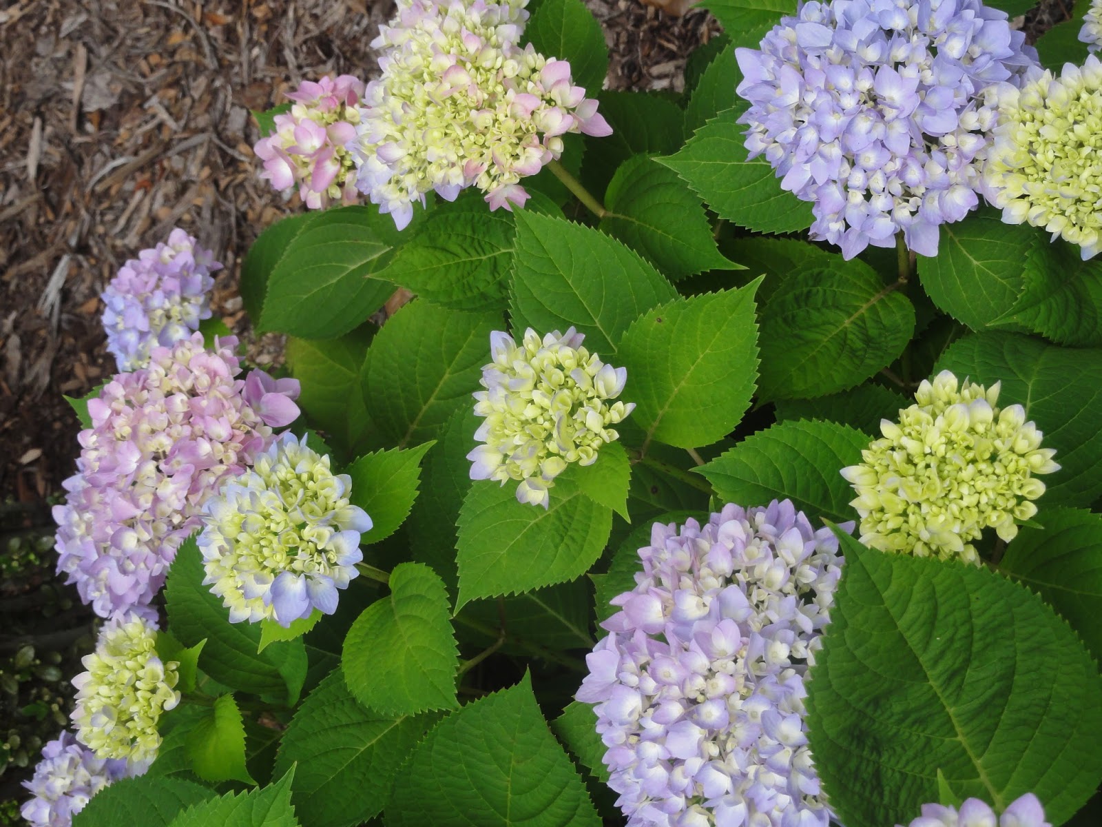 HappyHome Here Come the Hydrangeas