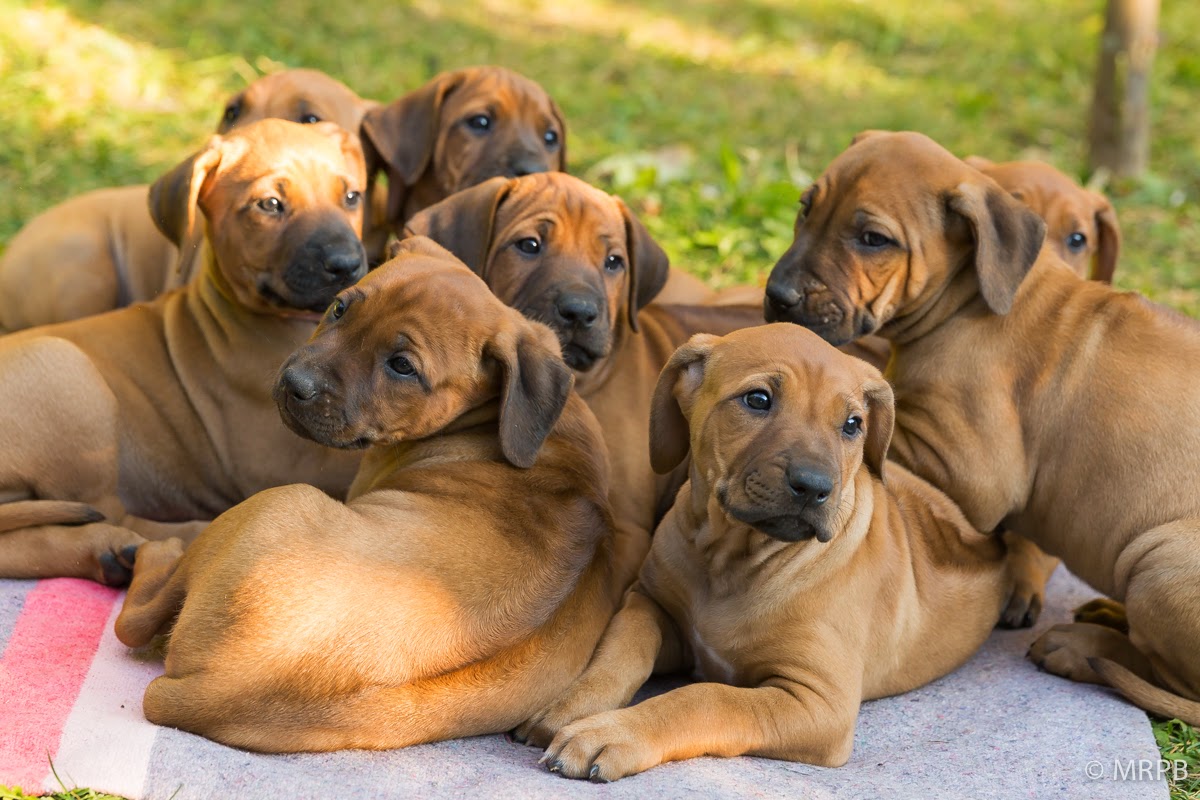Cachorros Leão da Rodésia Ninhada R Cachorros Leão da Rodésia Ninhada R