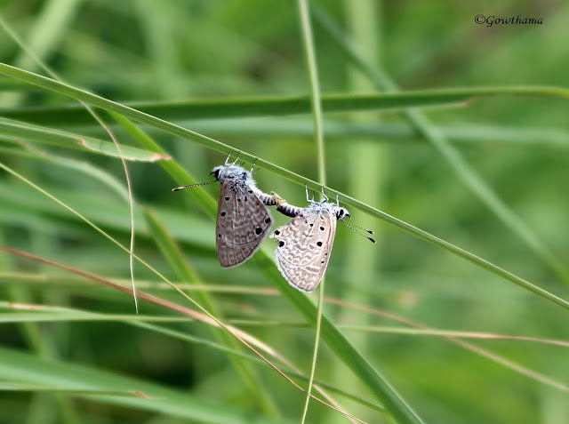 Eastern tailed blue butterfly mating