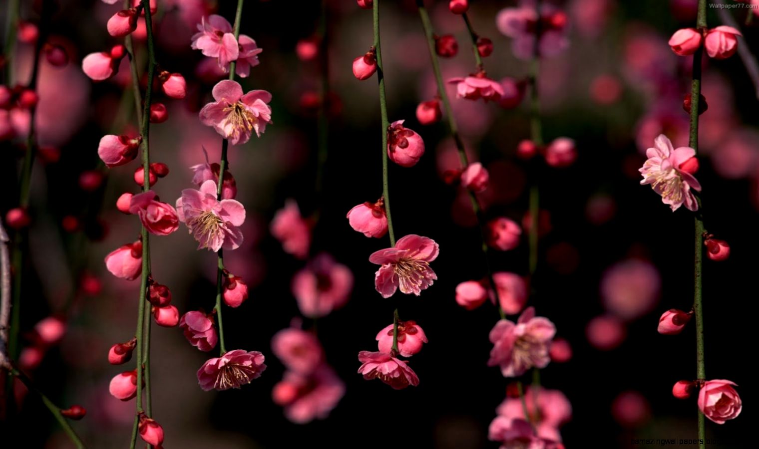 pink flowers wallpaper