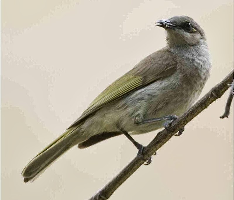 600 Gambar Burung Ocehan Indonesia Hd Gratis Infobaru