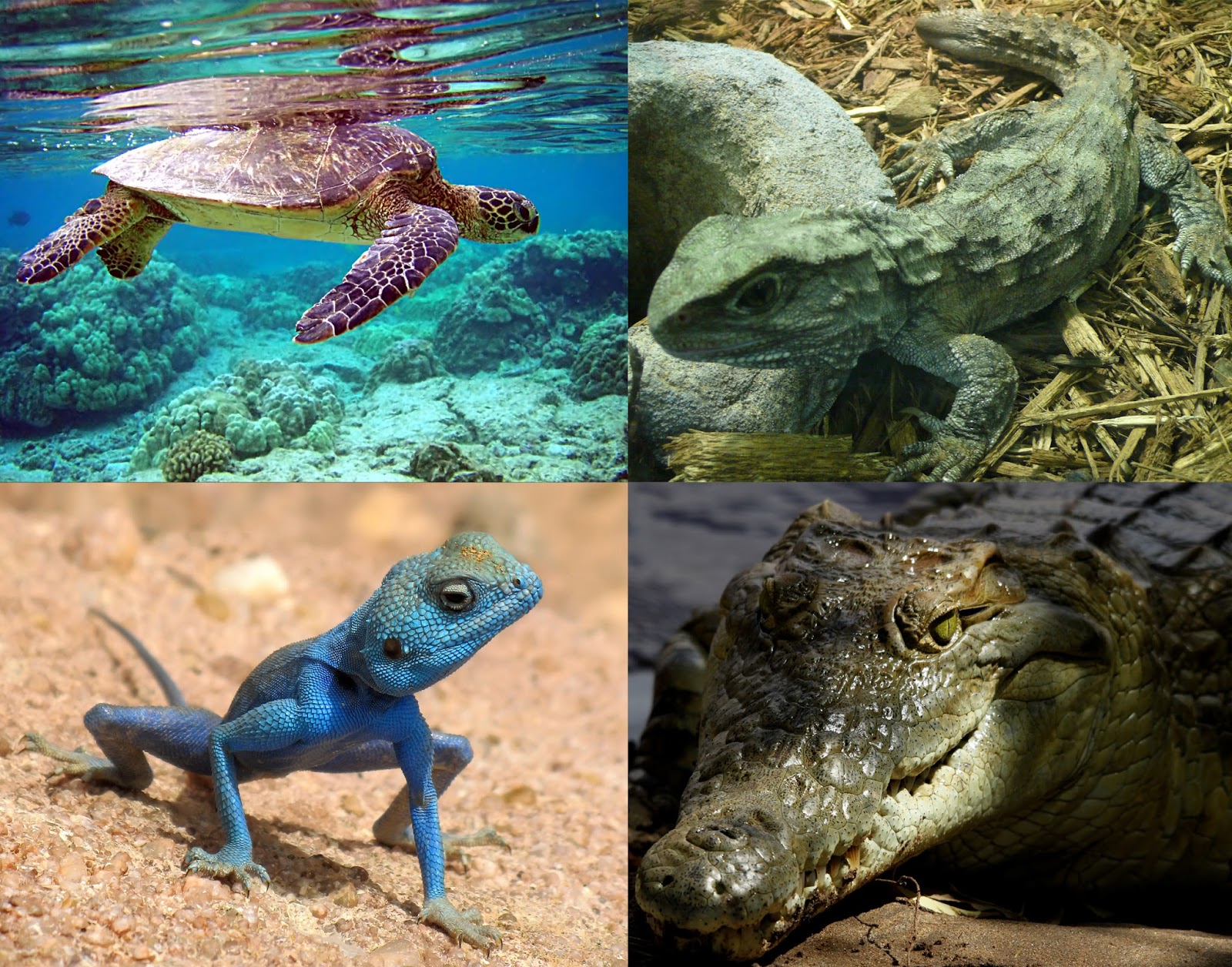 Biodiversity Science: The most popular reptiles