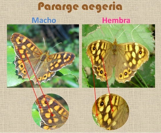 Diferencias entre machos y hembras de Pararge aegeria