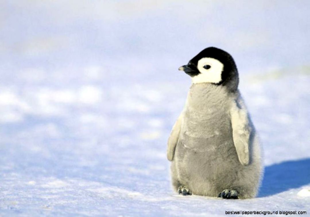 You will watch a baby penguin geting haatch Penguins