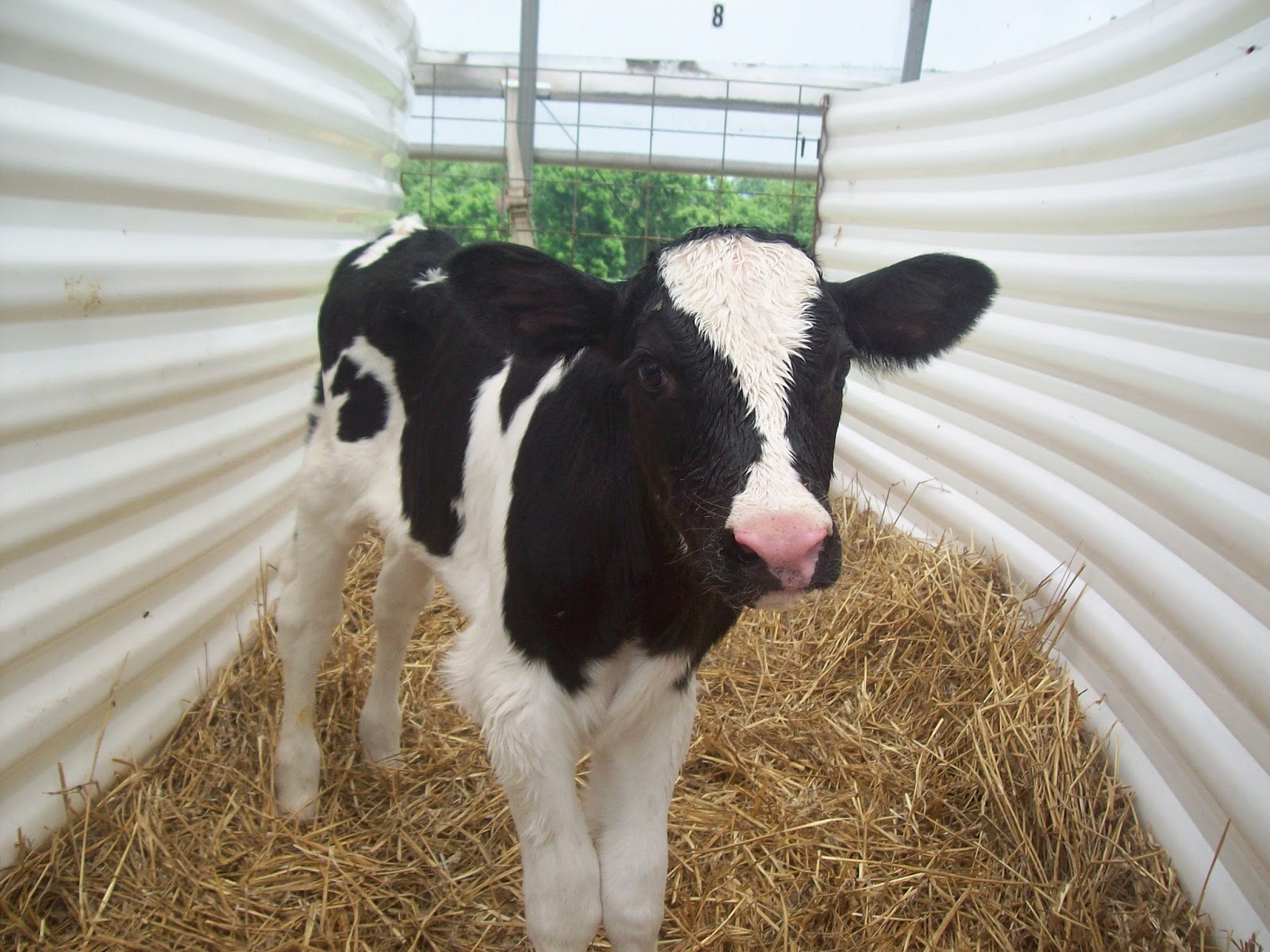 The Small Blessings of Life Beef Calves Versus Dairy Calves