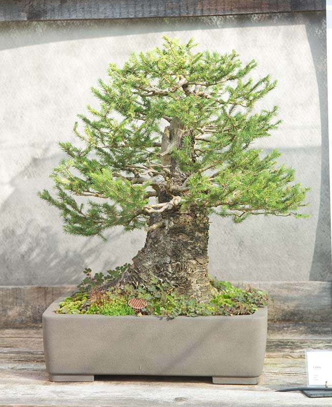 Walter Pall Bonsai Adventures visiting Werner Busch and the Bonsaimuseum in Dusseldorf, Germany.