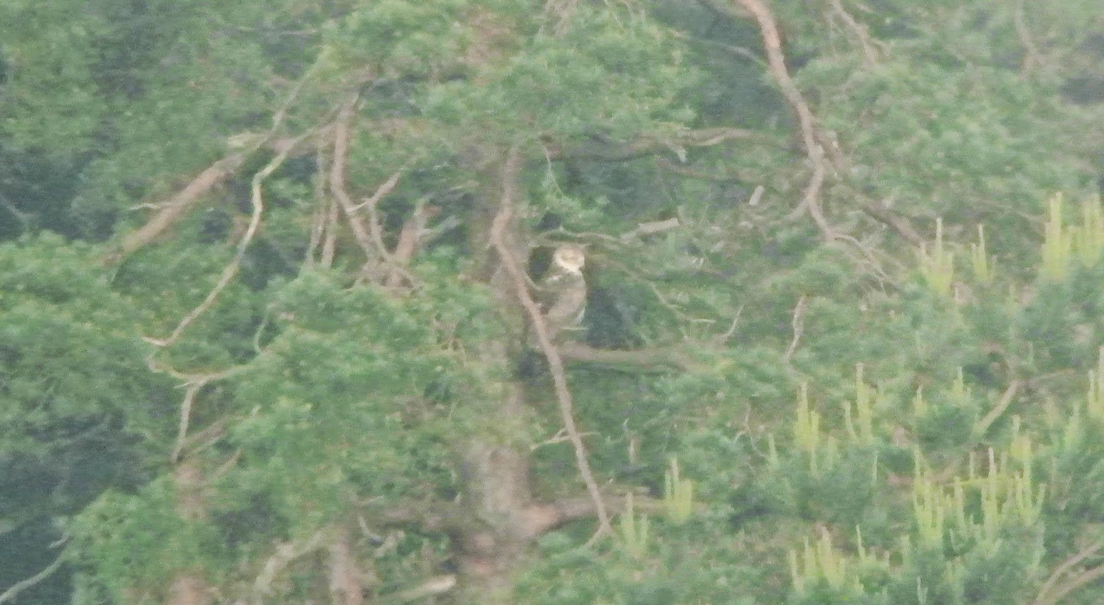 Birding with the Clayheads 1st June 2014 Mega Mega white thing