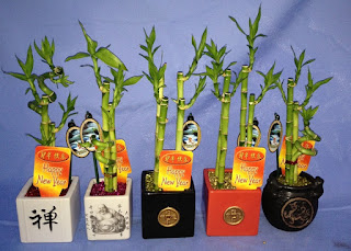 Bamboo plants - lucky bamboo chinese new year
