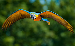bird macaw wallpapers desktop backgrounds parrot parrots tag yellow wallpapersafari wallpaperaccess
