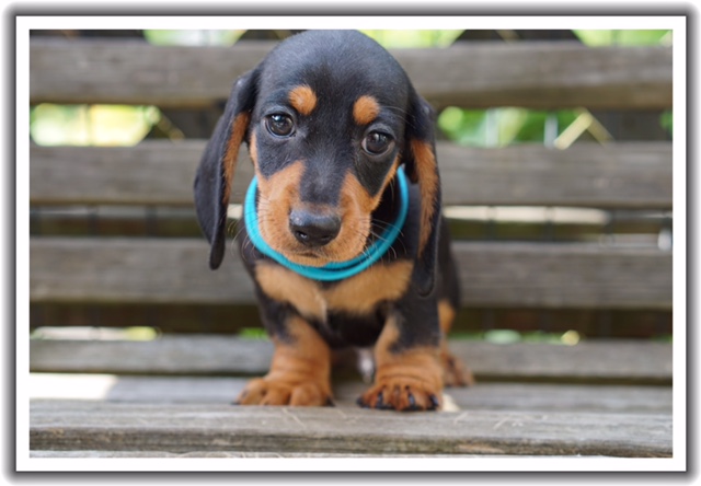 Lily Mae's Pups Reevesdachs Miniature Dachshunds