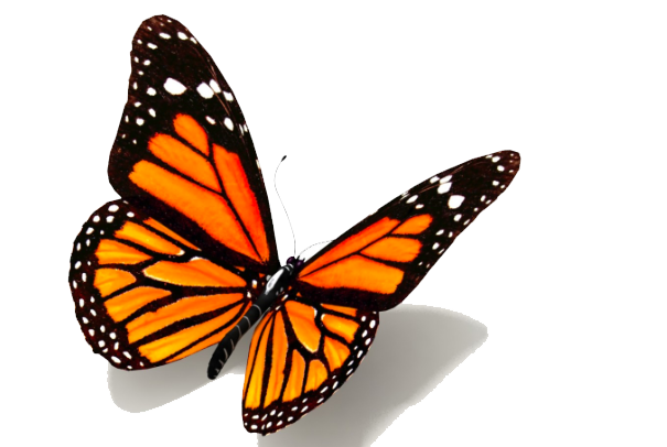 Jakarta di Suatu Kupu-kupu - Alexander Mering