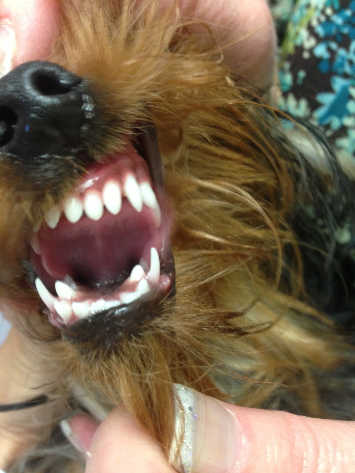 Diary Of A Real Life Veterinarian Baby Teeth What The Veterinary Tooth Fairy Pays Out For Them