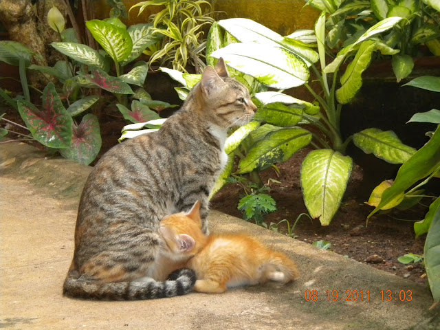 suckling kitty with mommy cat