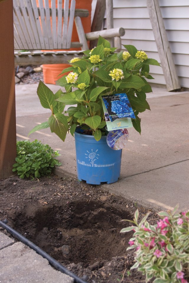 Best Time To Plant Hydrangeas