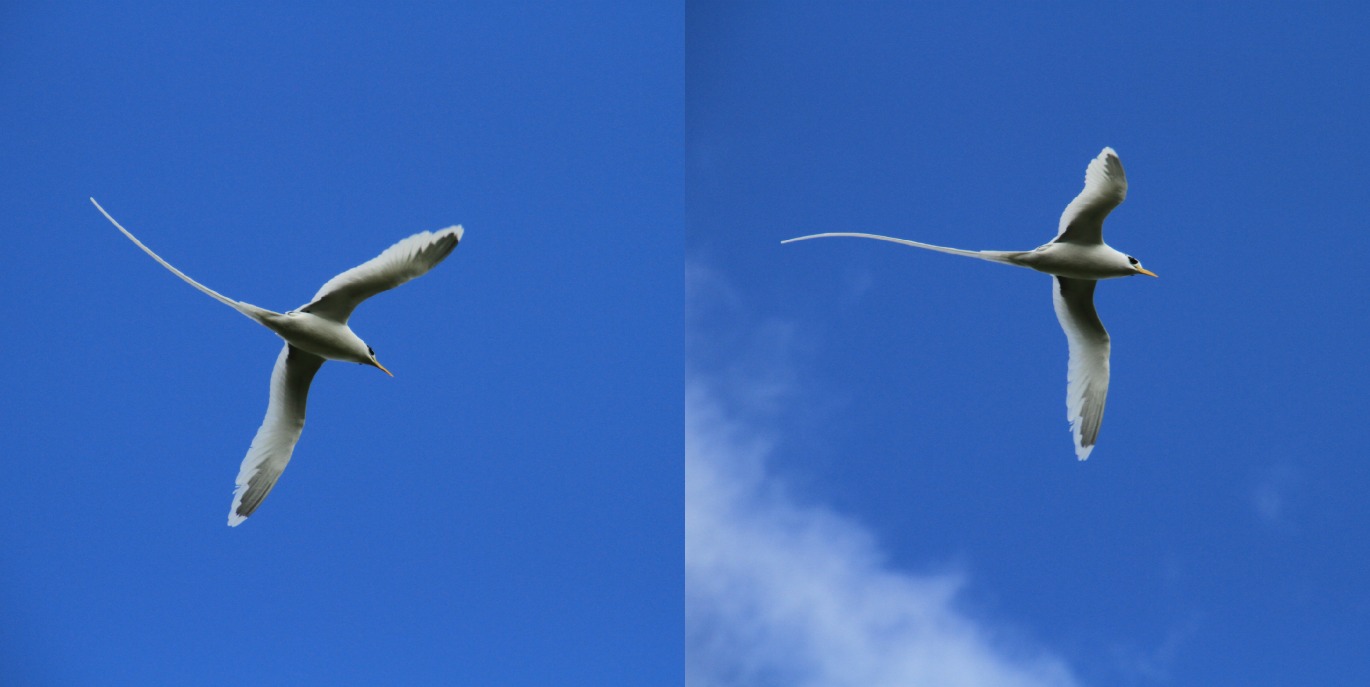 Voyages et Expériences Maurice A la rencontre du Paille en Queue