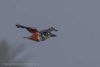 Giant Kingfisher - Birds In Flight Photography: Canon EOS 7D Mark II Gallery