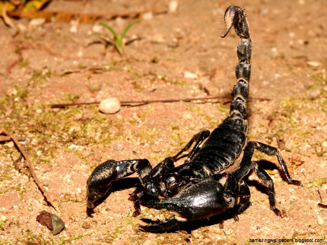 Arachnids Scorpions | Amazing Wallpapers