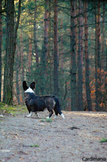 Yuma na szlaku pies, zielony ług, spacer z psem, w podróży z psem, podróże z psem, Mazowsze, las, Warszawa, welsh corgi, welsh corgi cardigan, cardigan, corgi, biba, yuma, twiggy