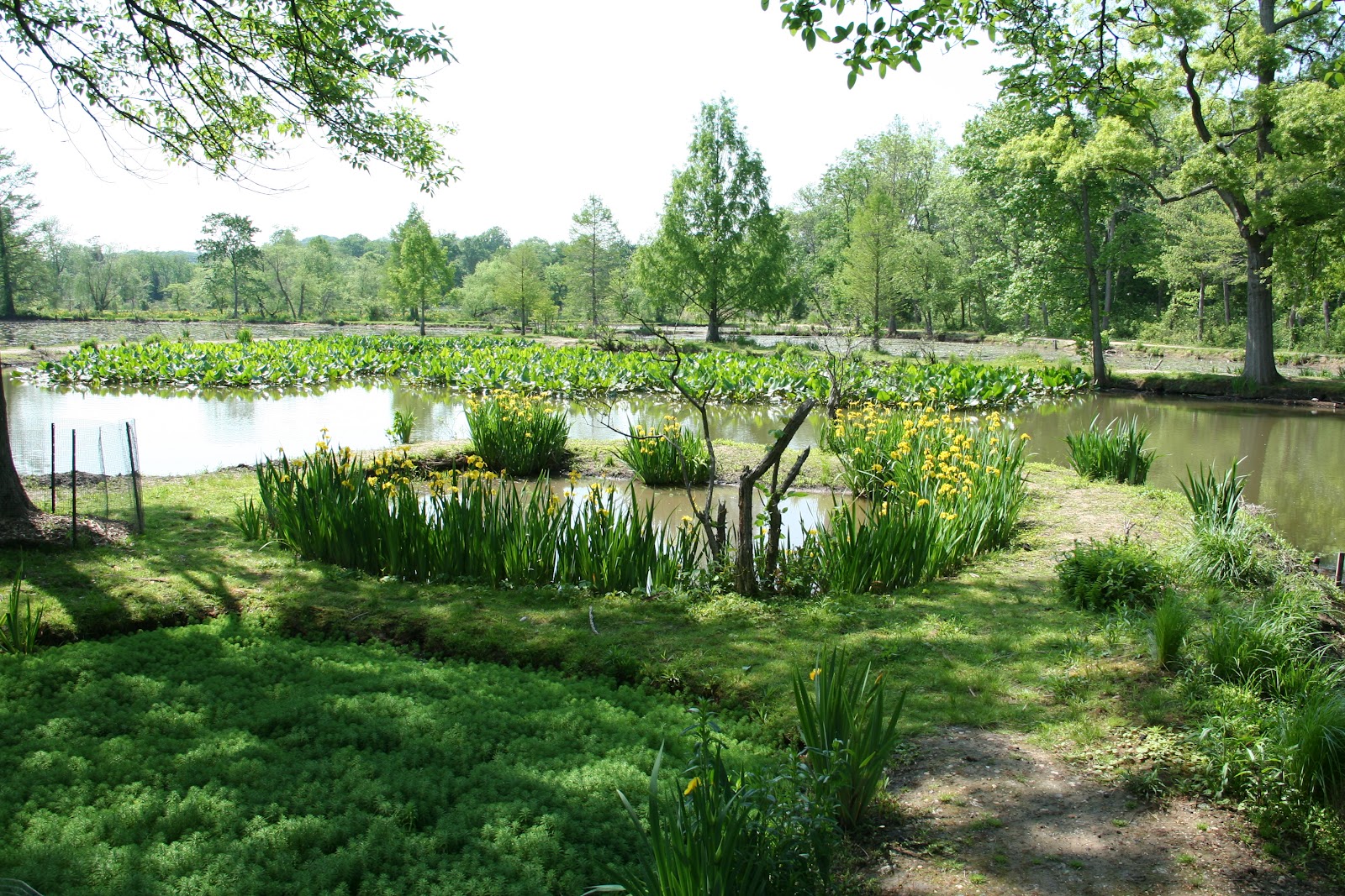 Access park. Kenilworth Park. Kenilworth Park Washington. Чистые пруды. Чистые пруды Янтарный.