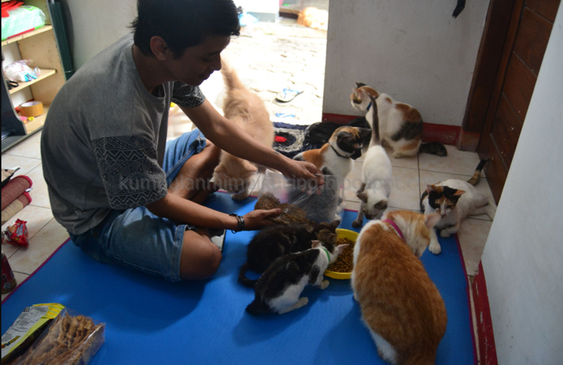 Arti Dan Makna Mimpi Melihat Banyak Kucing Di Rumah Menurut Primbon Jawa Dan Tafsir Islam Lengkap Tafsir Mimpi Binatang