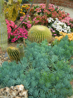 Senecio Mandraliscae Blue Finger Succulent and Kalanchoes at Etobicoke's Centennial Park Conservatory  by garden muses-not another Toronto gardening blog