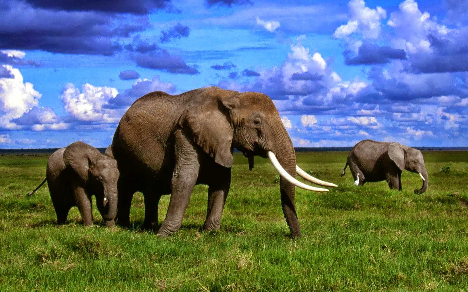AFRICAN ELEPHANTS HD WALLPAPERS AFRICAN ELEPHANTS HD WALLPAPERS