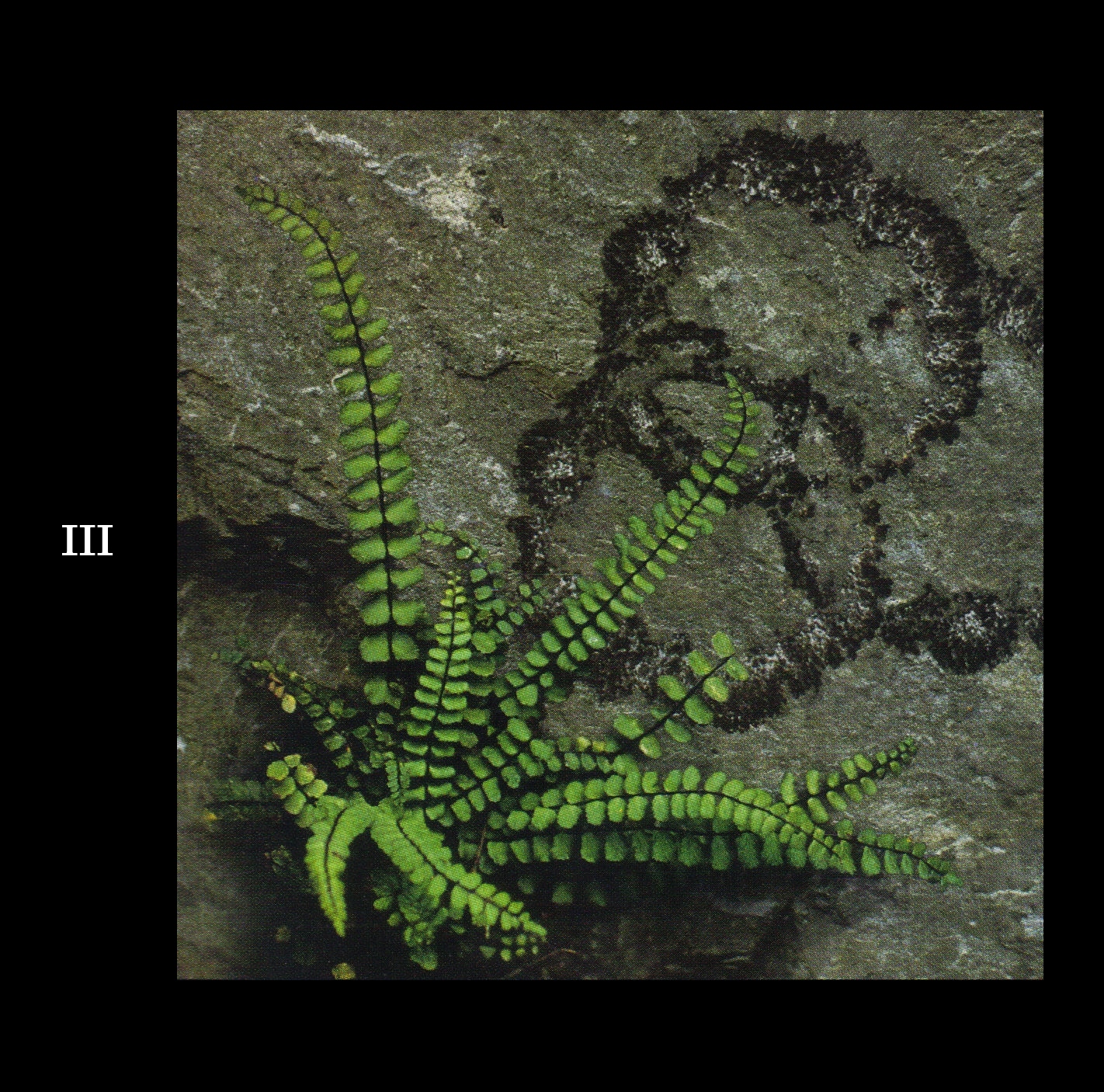 Spoonful Discos Led ZeppelinBox Set