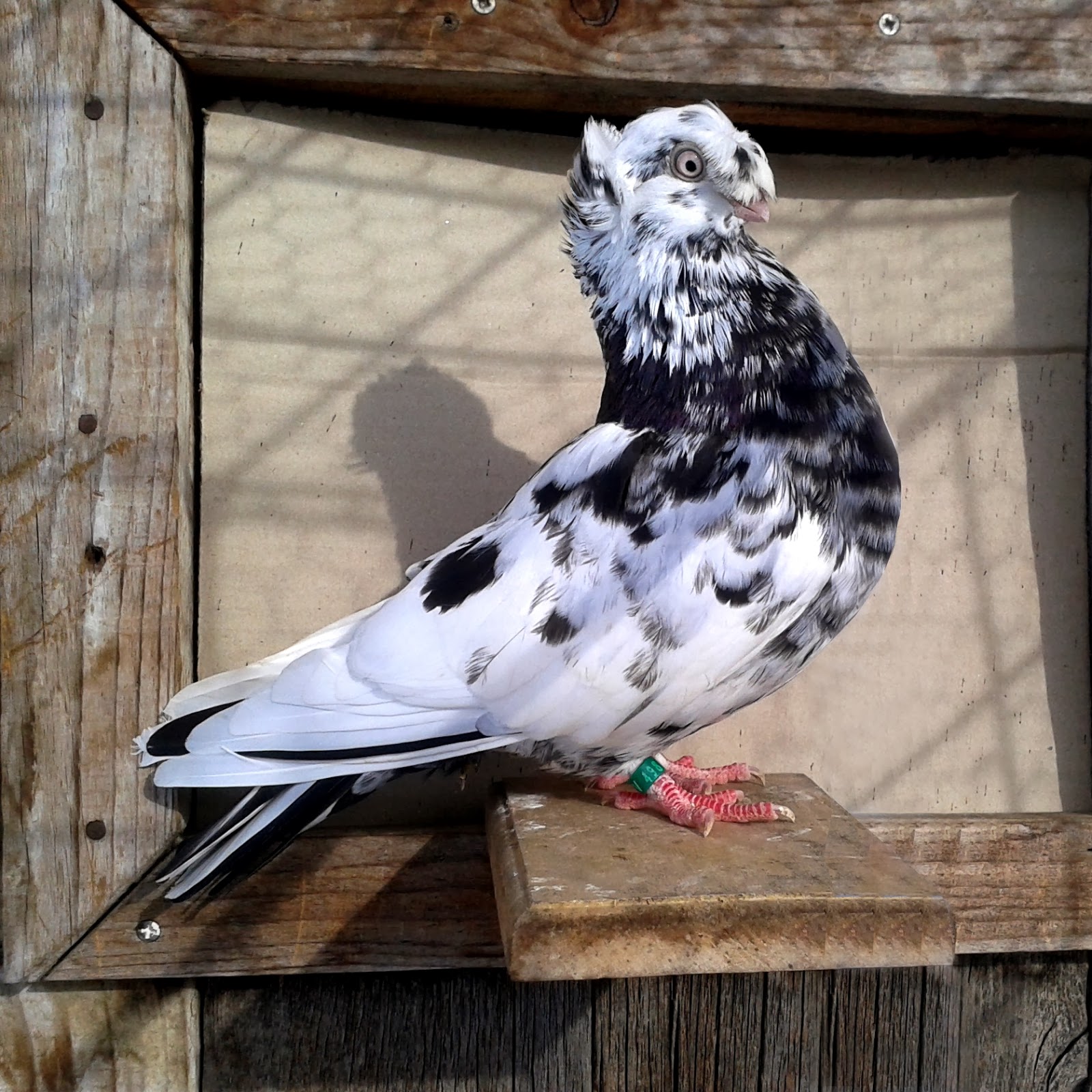 Transylvanian double crested Tumbler Pigeons fall