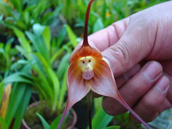 मंकी आर्किड (Monkey Orchid) - बंदर के चेहरे वाला फूल 