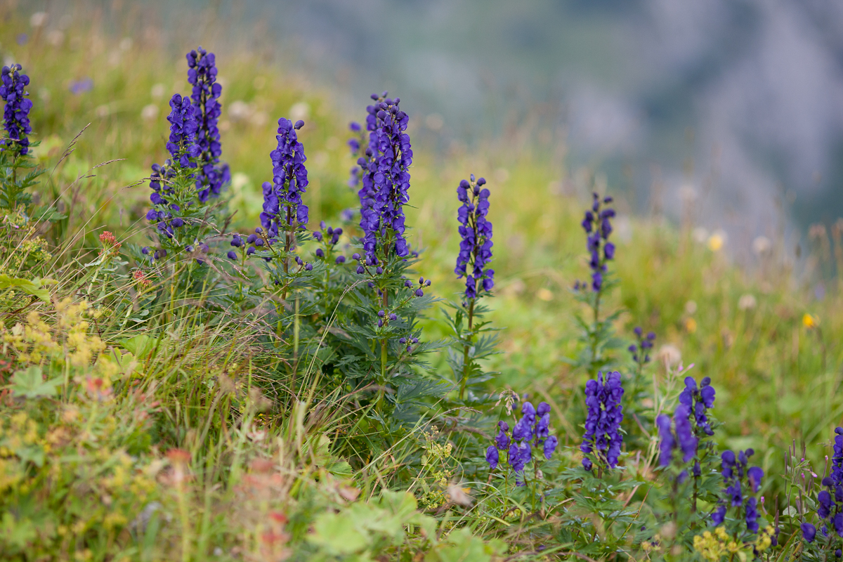 PhotoTrip Polish Flowers