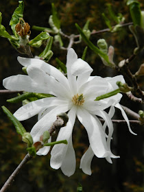 Magnolia stellata Star magnolia by garden muses-not another Toronto gardening blog