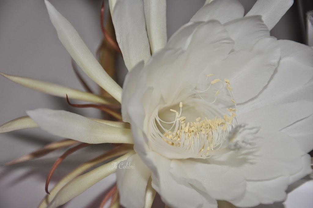 Ti Colibri Martinique Floraison de mon berceau de Moïse