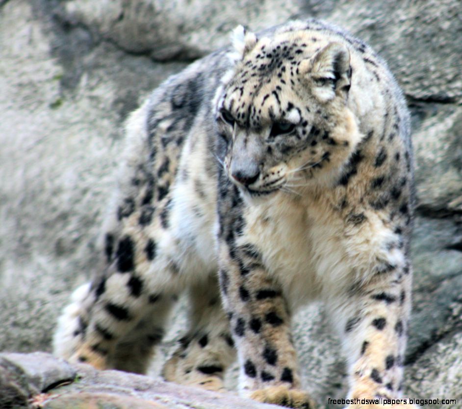 Snow Leopards