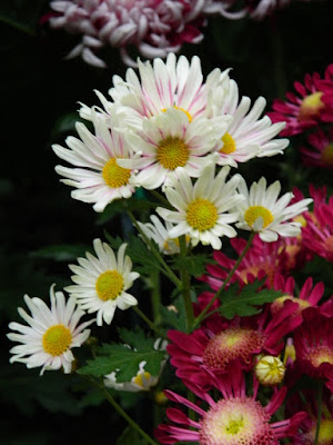 White and purple single mums at 2016 Allan Gardens Conservatory  Fall Chrysanthemum Show by garden muses-not another Toronto gardening blog