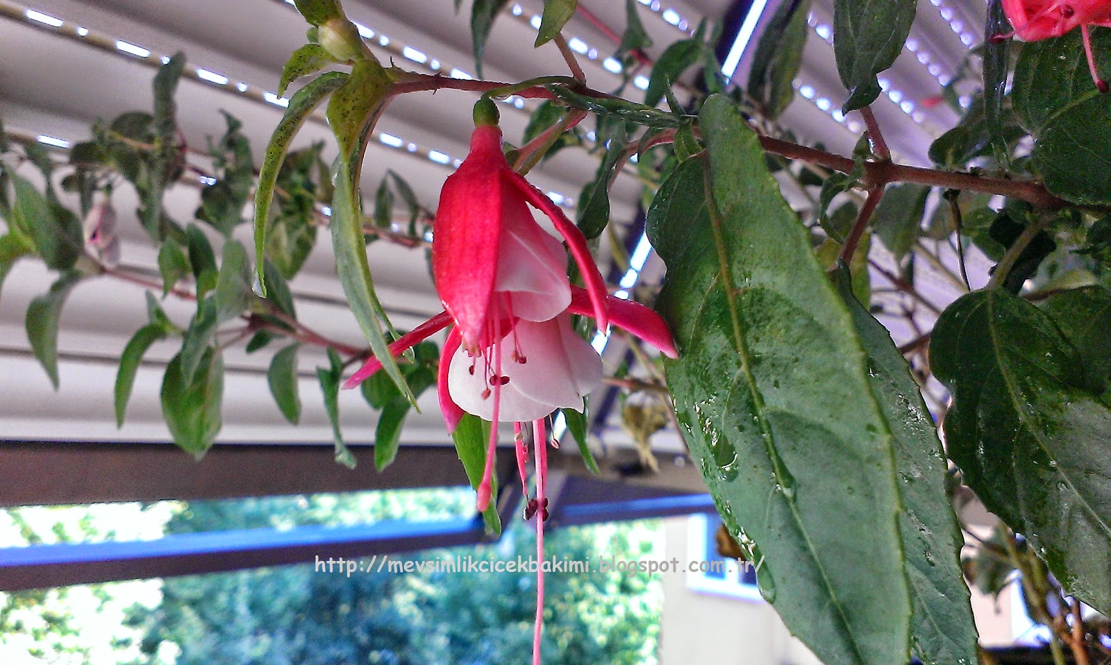 KÜPE ÇİÇEĞİ (Fuchsia) BAKIMI Çiçek Bakımı, Çiçek