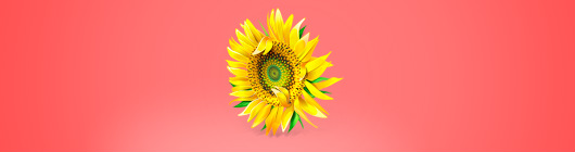 Beautiful Flower logo Design for Inspiration