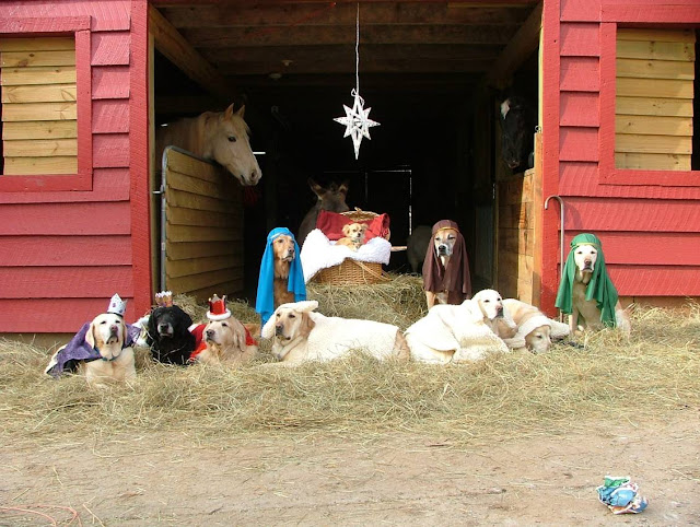 a totally pawesome manger scene