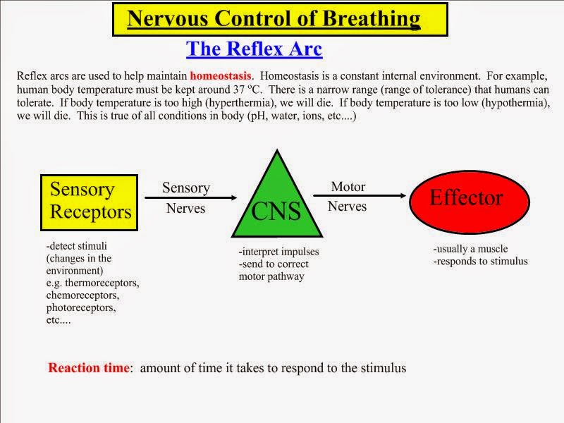 11 Biology: Nervous Control of Breathing