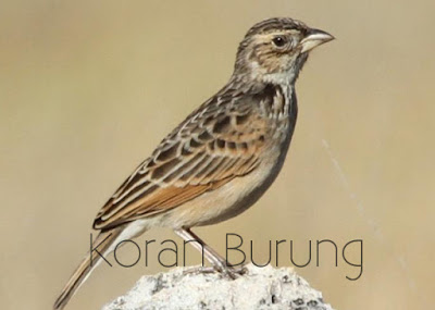Jenis Burung Branjangan Yang Ada Di Indonesia di Indonesia mempunyai huruf bunyi dan warna batikan yang berbeda Jenis Burung Branjangan Yang Ada Di Indonesia