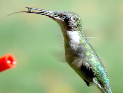 hummingbird hummingbirds flowers albino throated ruby migration wild chinned lucifer pretty dedicated site