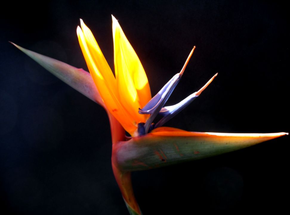 Birds Of Paradise Flower HD Wallpapers Plus