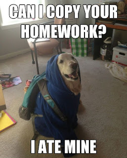 Dog Memes Dog Memes