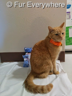 Carmine poses in his orange bow tie. 