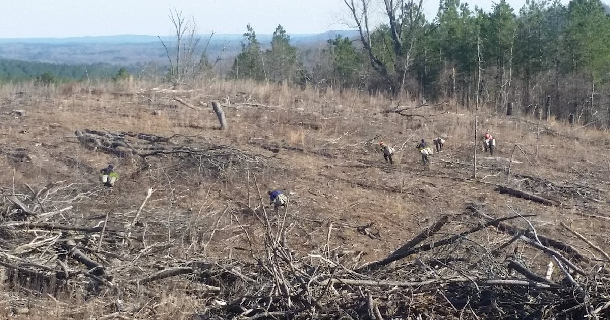 Dewberry Lands Next Generation Forest