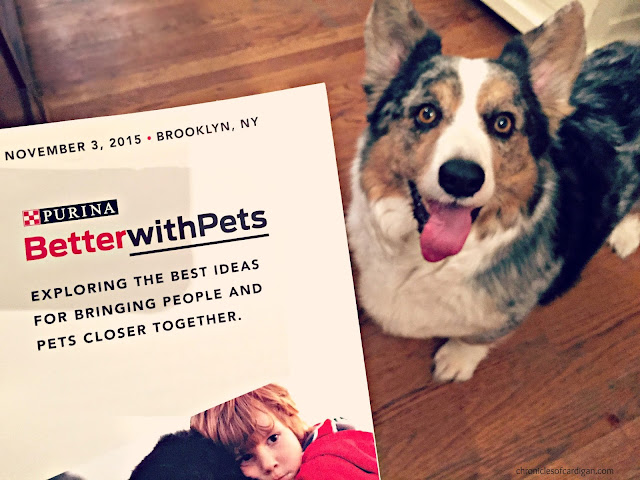 program for 2015 Purina Better With Pets next to blue merle corgi looking up